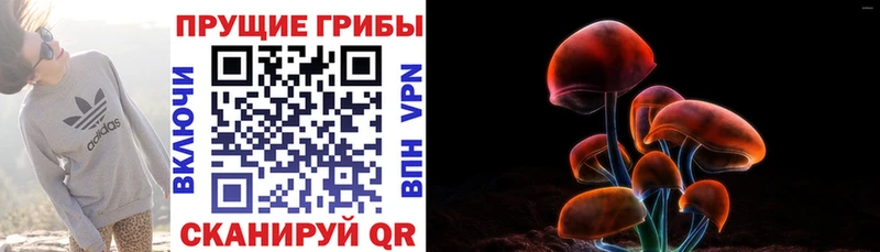 купить Зарайск Псилоцибиновые грибы мицелий
